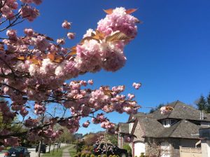 chantrell creek elementary south surrey