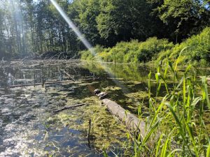 chantrell creek park south surrey