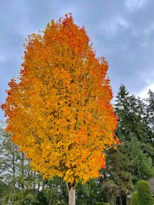 chantrell park south surrey